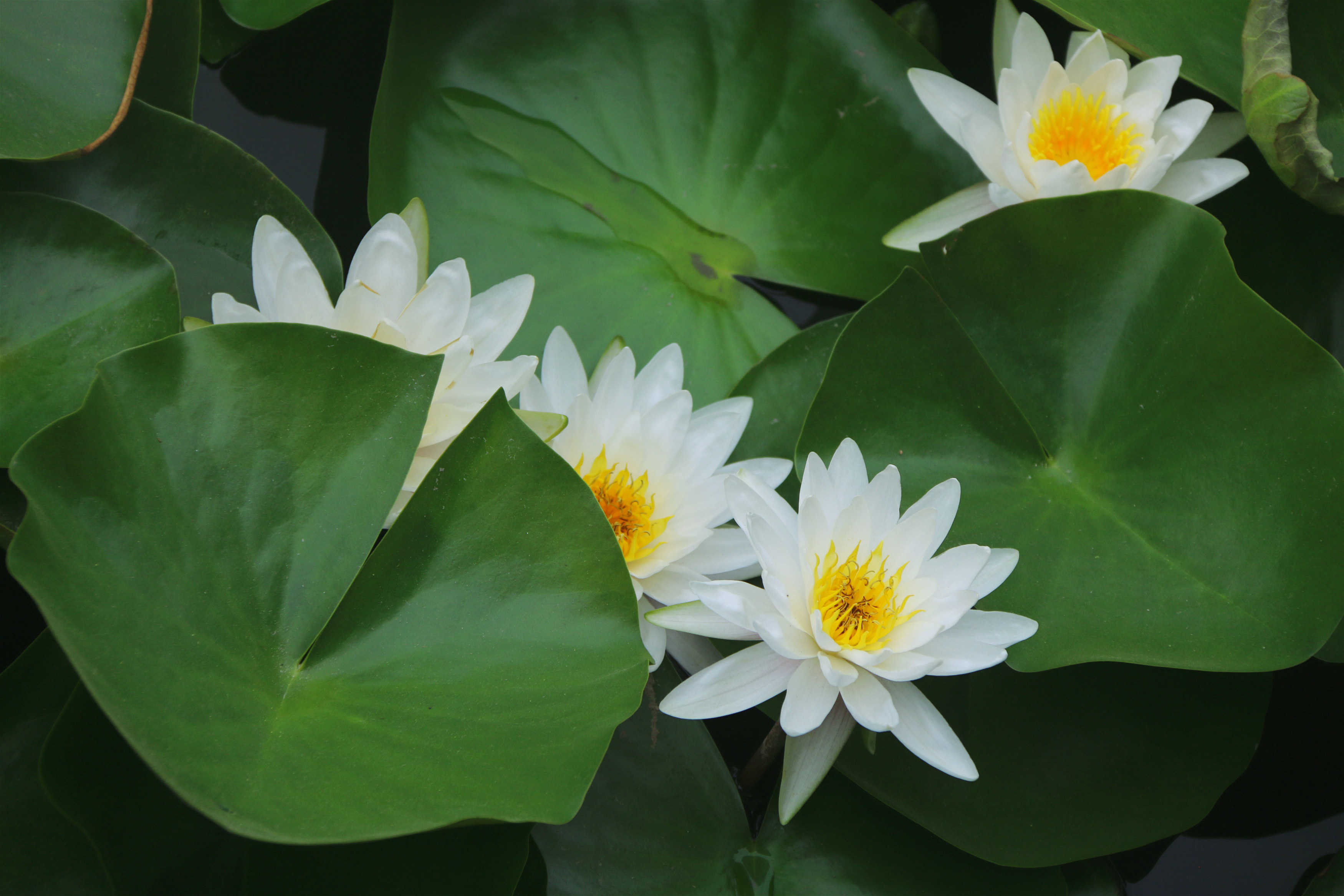 白睡莲作者:心博荷叶田田碧玉盘,老来浓绿少时丹.